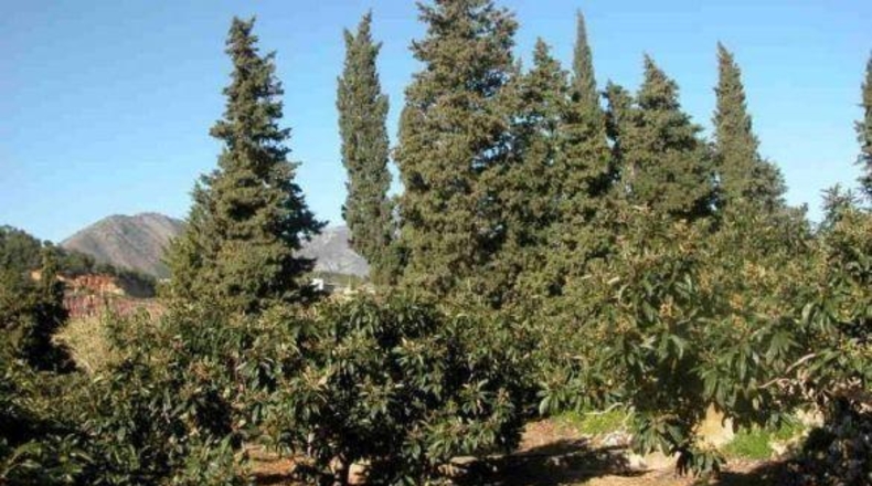 Alicante - Callosa de Ensarriá - 15407m2