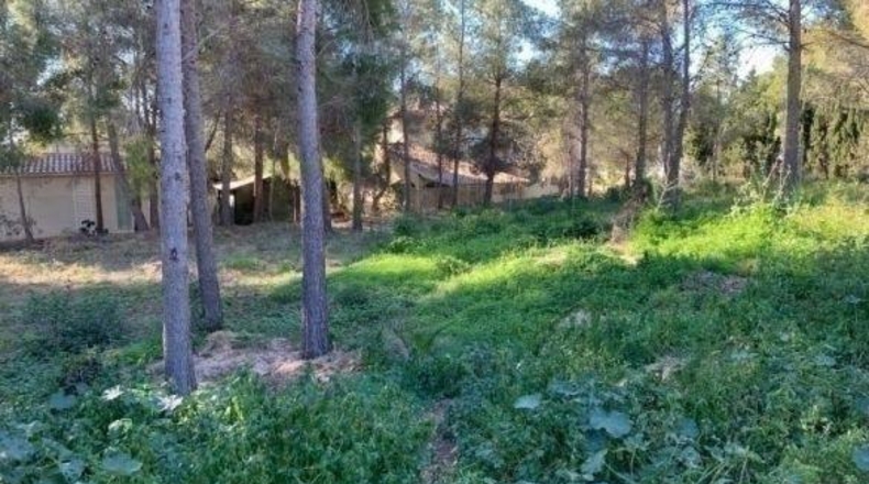 Alicante - Callosa de Ensarriá - 15407m2