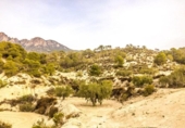 Casa de camp amb terreny en venda a la España, Ricote, ref.: TR268677 foto