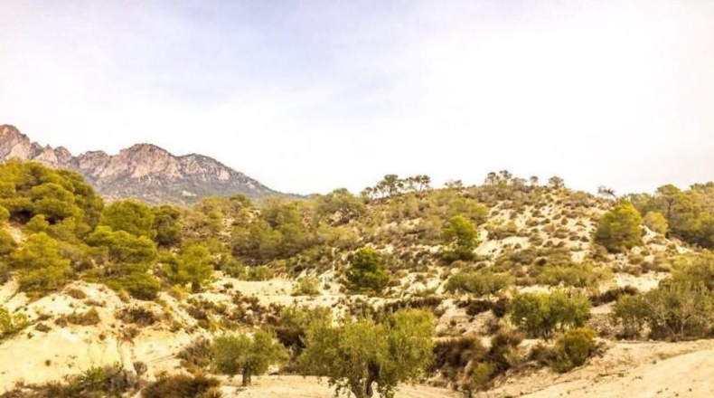 Múrcia - Ricote - 75000m2