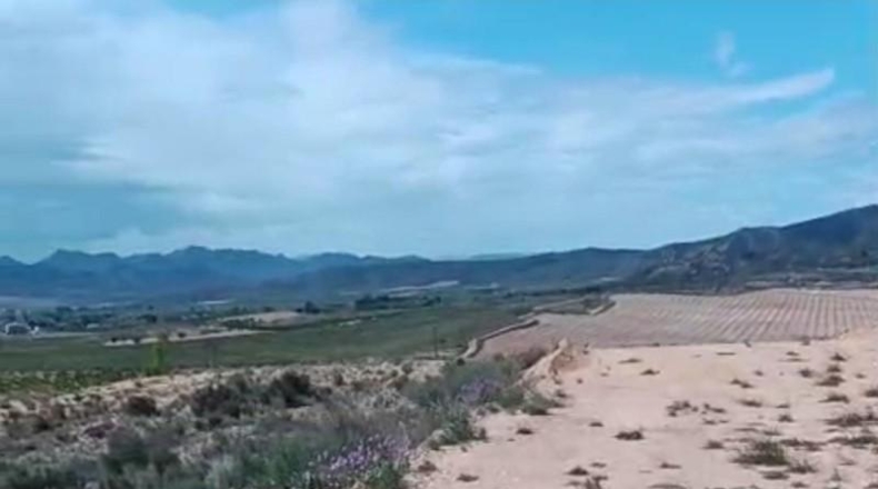 Murcia - Jumilla - 19000m2