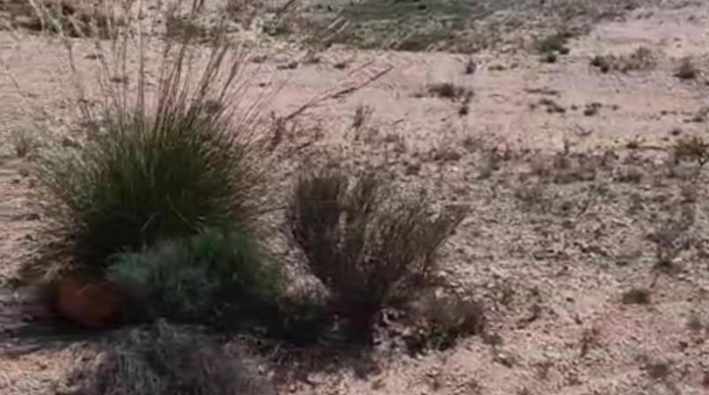 Murcia - Jumilla - 19000m2