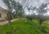 Detached villa with land for sale on España, Xerta, ref: TR339186 photo