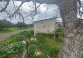 Detached villa with land for sale on España, Xerta, ref: TR339186 photo
