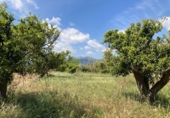 Detached villa with land for sale on España, Xerta, ref: TR339186 photo