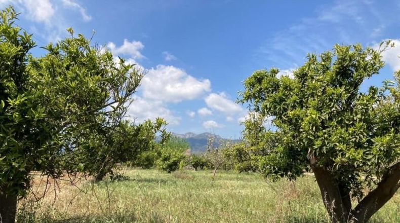 Tarragona - Xerta - 6188m2