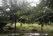 Detached villa with land for sale on España, Xerta, ref: TR339186 photo
