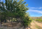 Detached villa with land for sale on España, Xerta, ref: TR339186 photo