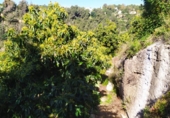 House with land for sale on España, Frigiliana, ref: TR288142 photo