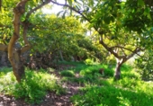 House with land for sale on España, Frigiliana, ref: TR288142 photo