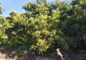 House with land for sale on España, Frigiliana, ref: TR288142 photo