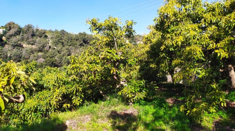 Málaga - Frigiliana - 2200m2