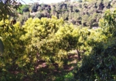 House with land for sale on España, Frigiliana, ref: TR288142 photo