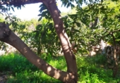 House with land for sale on España, Frigiliana, ref: TR288142 photo