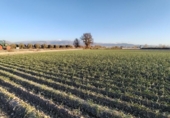 Non-developable land for sale on España, Purchil, ref: TR218243 photo