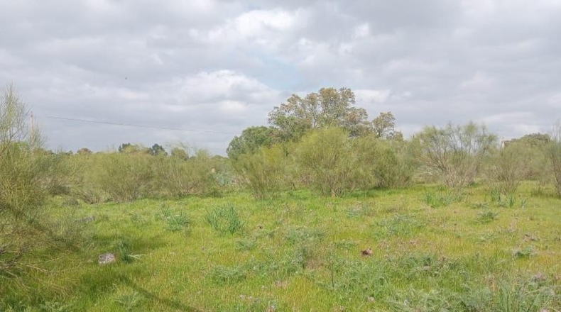 Sevilla - Castilblanco de los Arroyos - 4764m2