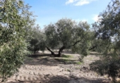 Terreny no urbanitzable en venda a la España, Lucena, ref.: TR241913 foto