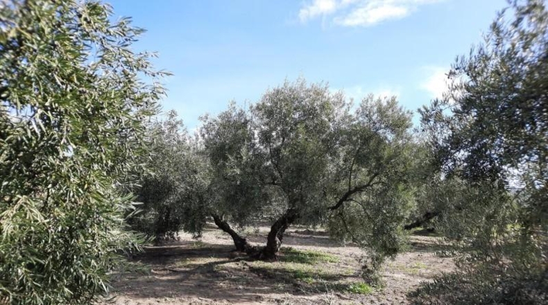 Córdoba - Lucena - 5513m2