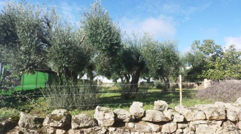 Cáceres - Aldea del Cano - 1100m2