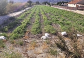 Non-developable land for sale on España, Lorca, ref: TR165697 photo