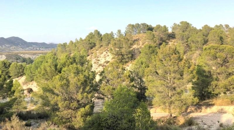 Murcia - Lorca - 411662m2