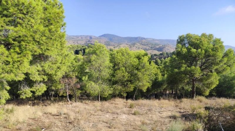 Мурсия - Totana - 6300m2