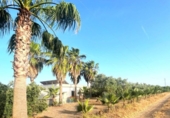 Finca rústica en venda a la España, Alcolea del Río, ref.: TR271430 foto