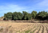 Отдельно стоящий дом с участком на продажу в городе Alcúdia Фото