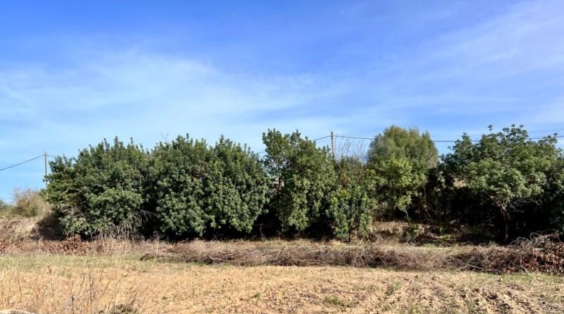 Islas Baleares - Alcudia - 12951m2