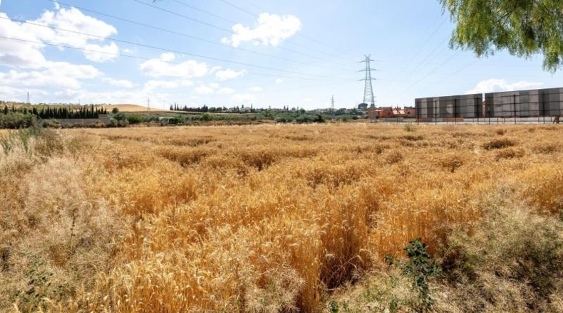 Гранада - Los Llanos - 5000m2