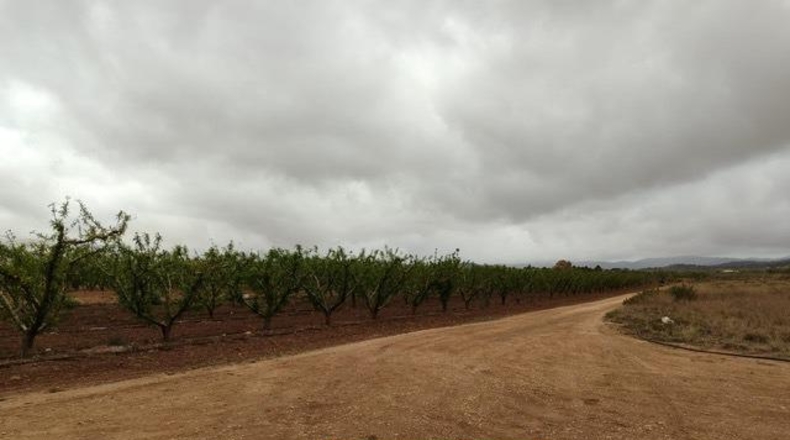 Alicante - Pinoso - 20000m2