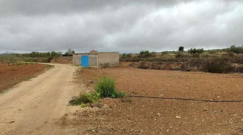 Alicante - Pinoso - 20000m2