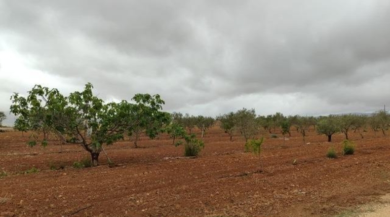 Alicante - Pinoso - 20000m2