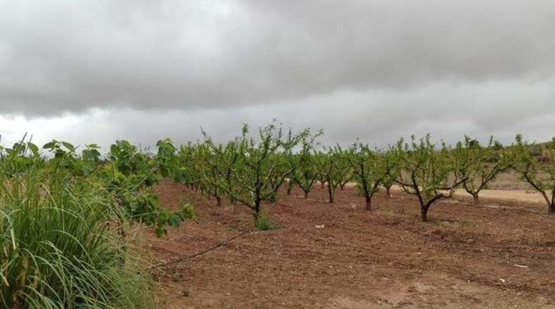 Alicante - Pinoso - 20000m2