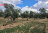 Xalet independent amb terreny en venda a la España, Alcaracejos, ref.: TR301684 foto