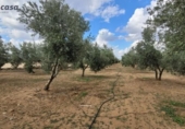 Xalet independent amb terreny en venda a la España, Alcaracejos, ref.: TR301684 foto