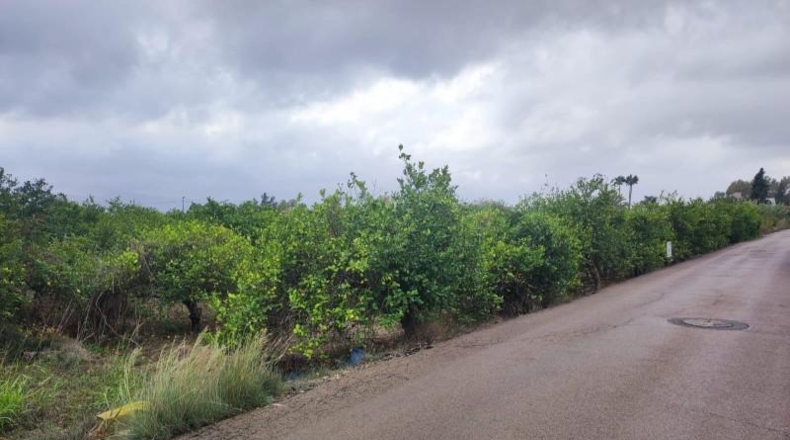 Murcia - Murcia - 1691m2