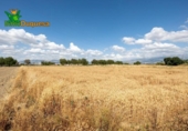 Xalet independent amb terreny en venda a la España, Gabia Grande, ref.: TR238384 foto
