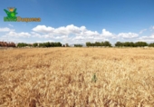 Xalet independent amb terreny en venda a la España, Gabia Grande, ref.: TR238384 foto