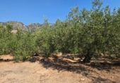 Xalet independent amb terreny en venda a la España, Vandellòs, ref.: TR317180 foto