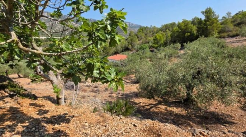 Tarragona - Vandellòs - 6000m2