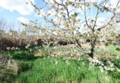 Non-developable land for sale on España, Manresa, ref: TR119995 photo