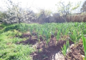 Non-developable land for sale on España, Manresa, ref: TR119995 photo