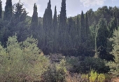Non-developable land for sale on España, Yunquera, ref: TR118236 photo