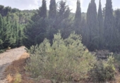 Non-developable land for sale on España, Yunquera, ref: TR118236 photo
