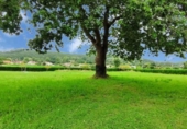 Terreny no urbanitzable en venda a la España, Vioño de Piélagos, ref.: TR317970 foto