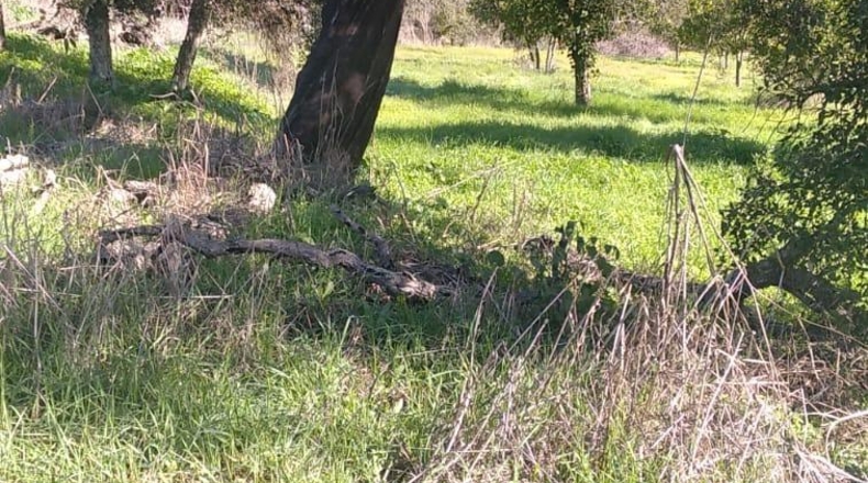 Sevilla - Castilblanco de los Arroyos - 36000m2