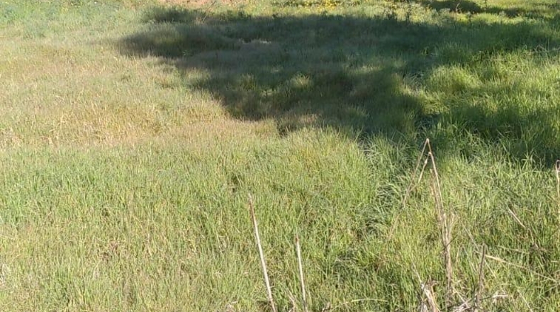 Sevilla - Castilblanco de los Arroyos - 36000m2