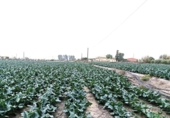 Non-developable land for sale on España, Lorca, ref: TR177668 photo