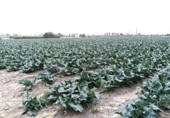Non-developable land for sale on España, Lorca, ref: TR177668 photo